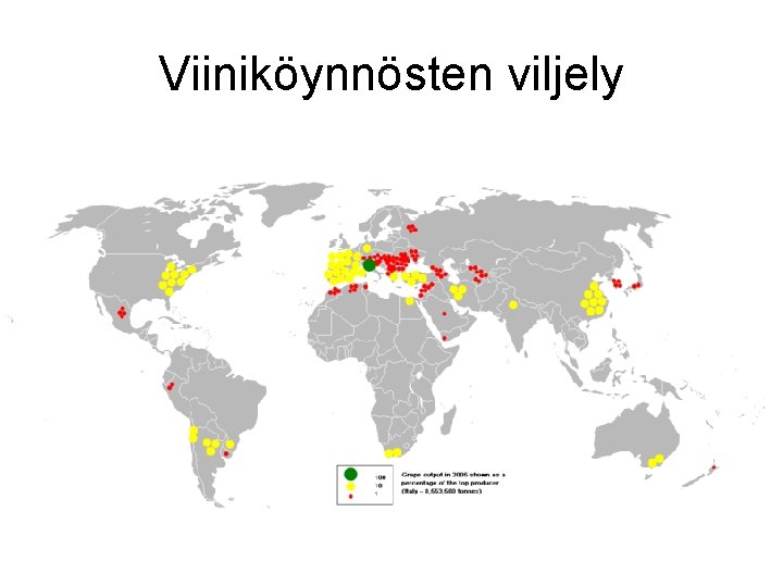 Viiniköynnösten viljely 