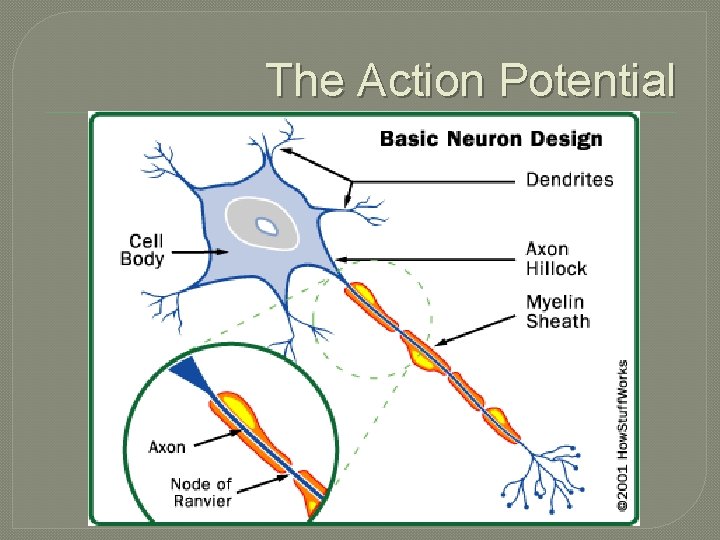 The Action Potential The Action Potential