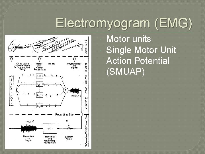 Electromyogram (EMG) Motor units Single Motor Unit Action Potential (SMUAP) Electromyogram (EMG) Motor units Single Motor Unit Action Potential (SMUAP)