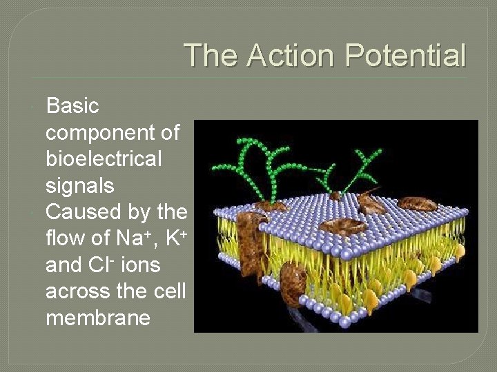 The Action Potential Basic component of bioelectrical signals Caused by the flow of Na+, The Action Potential Basic component of bioelectrical signals Caused by the flow of Na+,