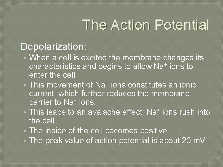 The Action Potential �Depolarization: • When a cell is excited the membrane changes its The Action Potential �Depolarization: • When a cell is excited the membrane changes its