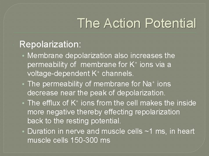 The Action Potential Repolarization: • Membrane depolarization also increases the permeability of membrane for The Action Potential Repolarization: • Membrane depolarization also increases the permeability of membrane for