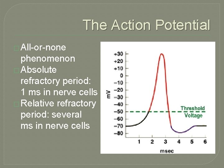 The Action Potential � All-or-none phenomenon � Absolute refractory period: 1 ms in nerve The Action Potential � All-or-none phenomenon � Absolute refractory period: 1 ms in nerve