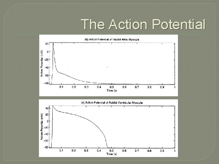 The Action Potential The Action Potential