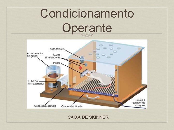 Condicionamento Operante CAIXA DE SKINNER 