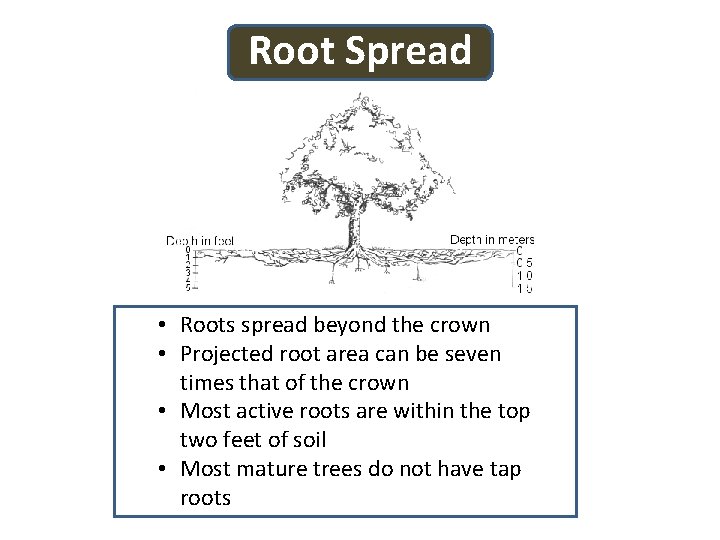 Root Spread • Roots spread beyond the crown • Projected root area can be