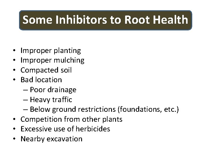 Some Inhibitors to Root Health Improper planting Improper mulching Compacted soil Bad location –