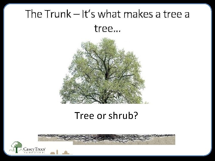 The Trunk – It’s what makes a tree… Tree or shrub? 