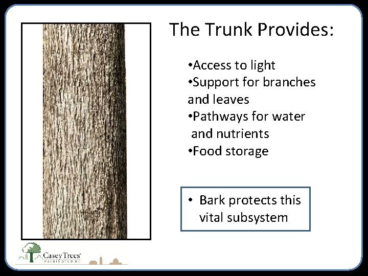 The Trunk Provides: • Access to light • Support for branches and leaves •