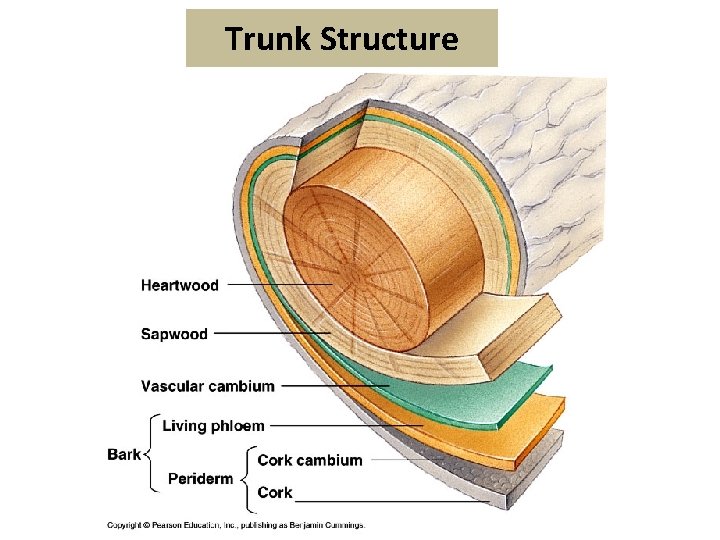 Trunk Structure 