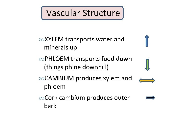 Vascular Structure XYLEM transports water and minerals up PHLOEM transports food down (things phloe