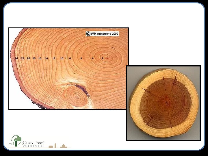 Annual Growth Rings 