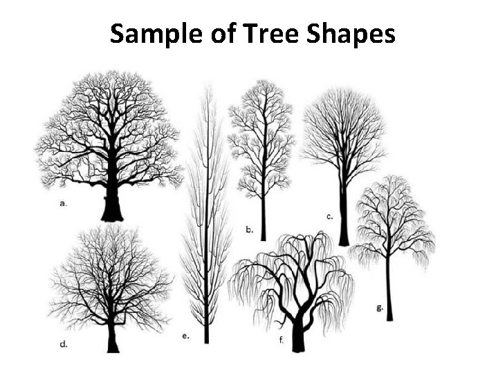Sample of Tree Shapes 