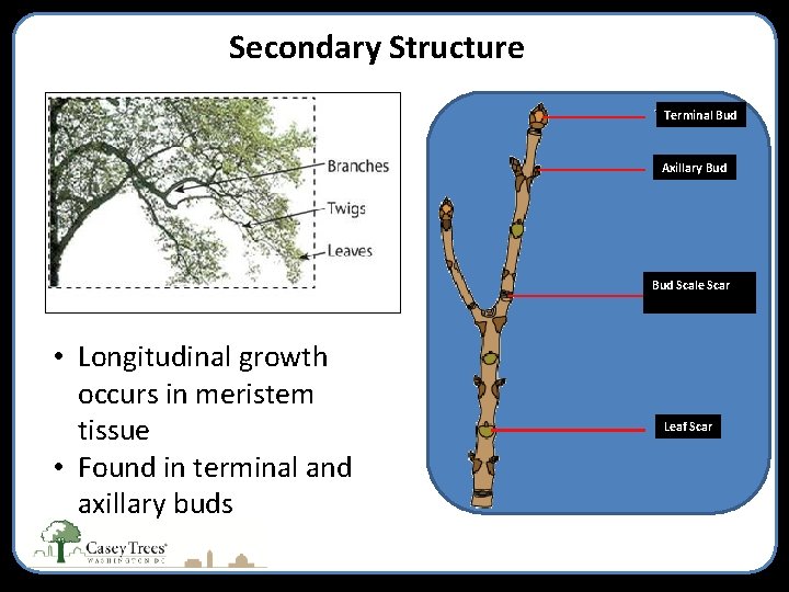 Secondary Structure Terminal Bud Axillary Bud Scale Scar • Longitudinal growth occurs in meristem
