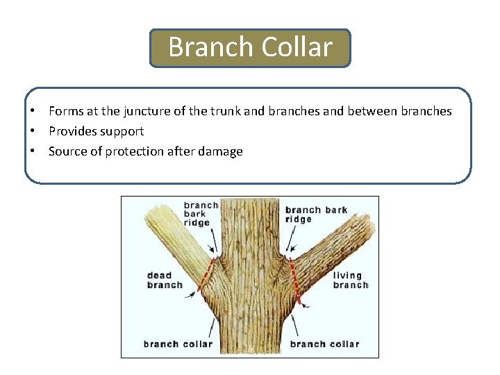 Branch Collar • Forms at the juncture of the trunk and branches and between