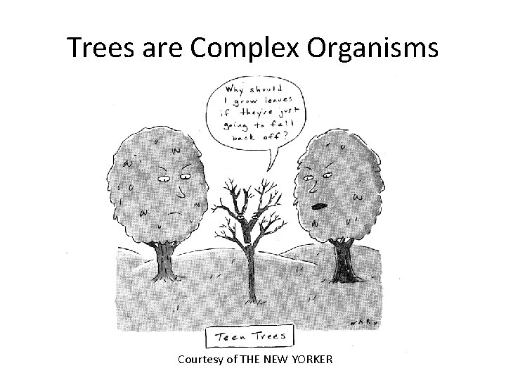 Trees are Complex Organisms Courtesy of THE NEW YORKER 