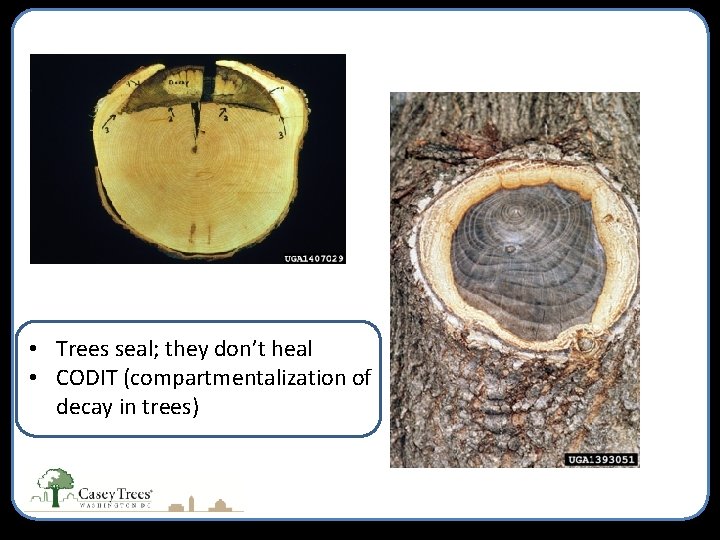  • Trees seal; they don’t heal • CODIT (compartmentalization of decay in trees)