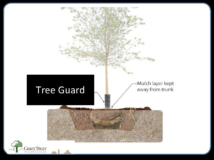 Tree Guard 