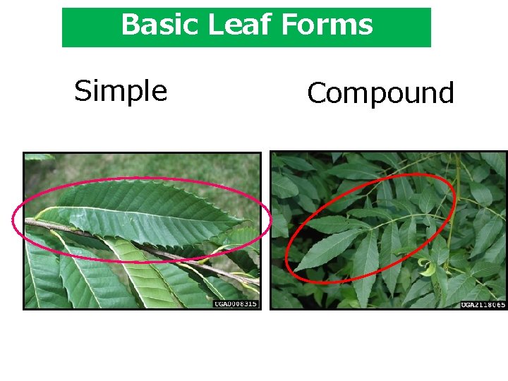 Basic Leaf Forms Simple Compound 