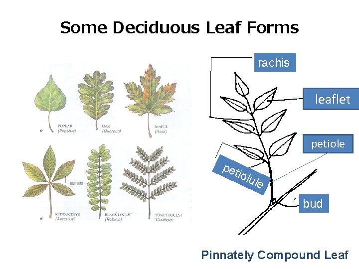 Some Deciduous Leaf Forms rachis leaflet petiole pet iolu le bud Pinnately Compound Leaf