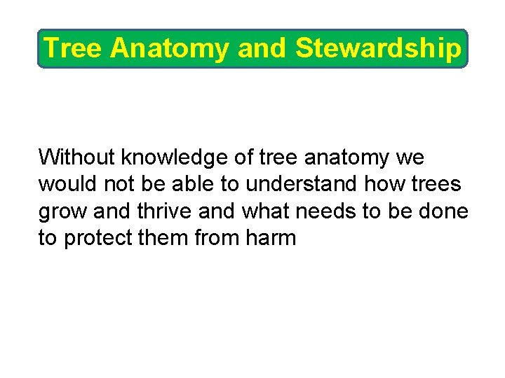 Tree Anatomy and Stewardship Without knowledge of tree anatomy we would not be able