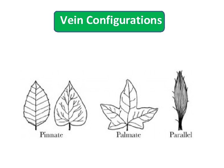 Vein Configurations 