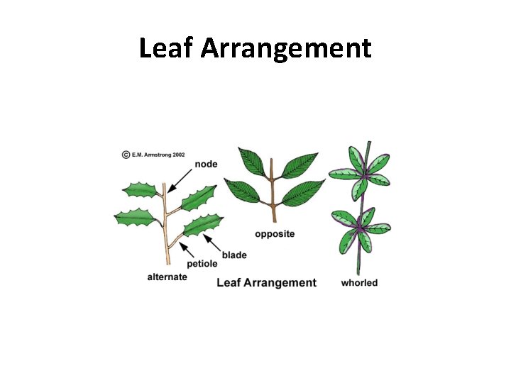 Leaf Arrangement 