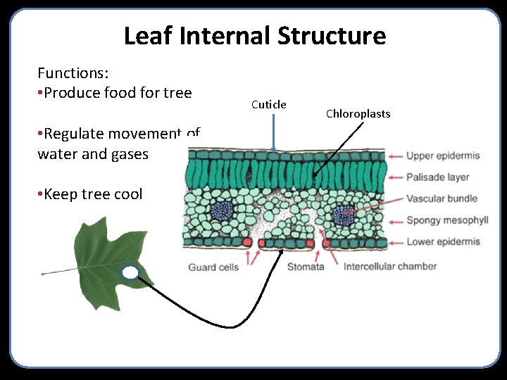 Leaf Internal Structure Functions: • Produce food for tree Cuticle Chloroplasts • Regulate movement