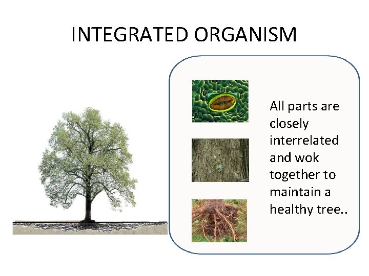 INTEGRATED ORGANISM All parts are closely interrelated and wok together to maintain a healthy