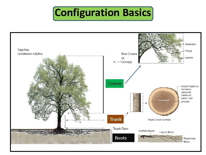 Configuration Basics Crown Trunk Roots 