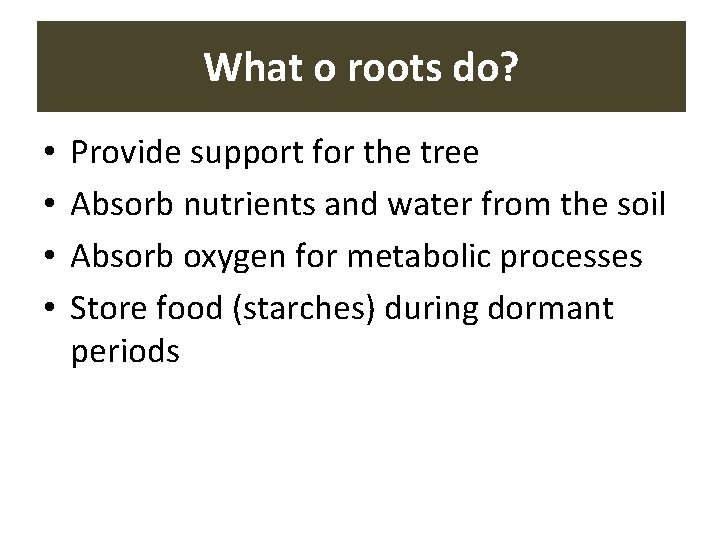 What o roots do? • • Provide support for the tree Absorb nutrients and