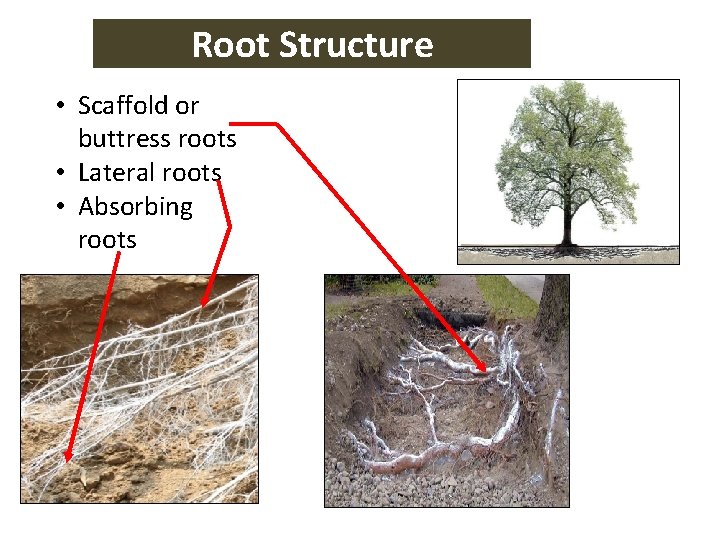 Root Structure • Scaffold or buttress roots • Lateral roots • Absorbing roots 