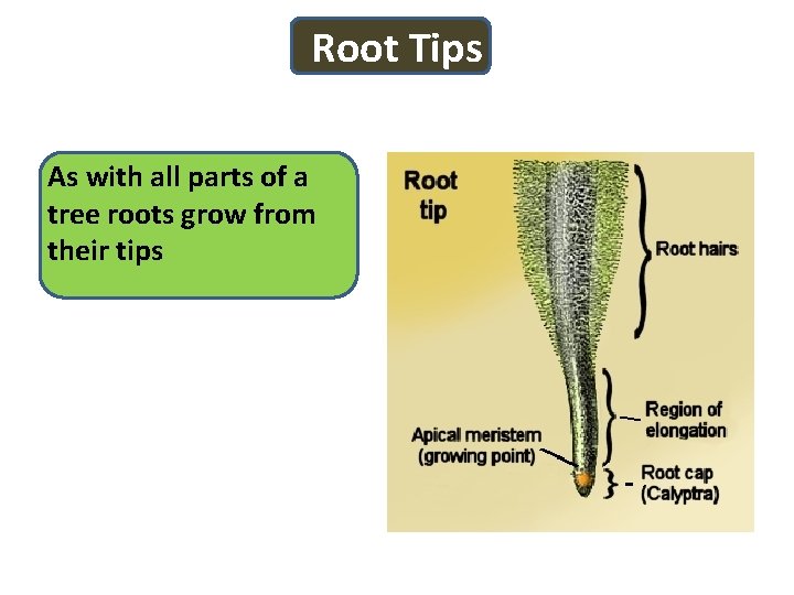 Root Tips As with all parts of a tree roots grow from their tips