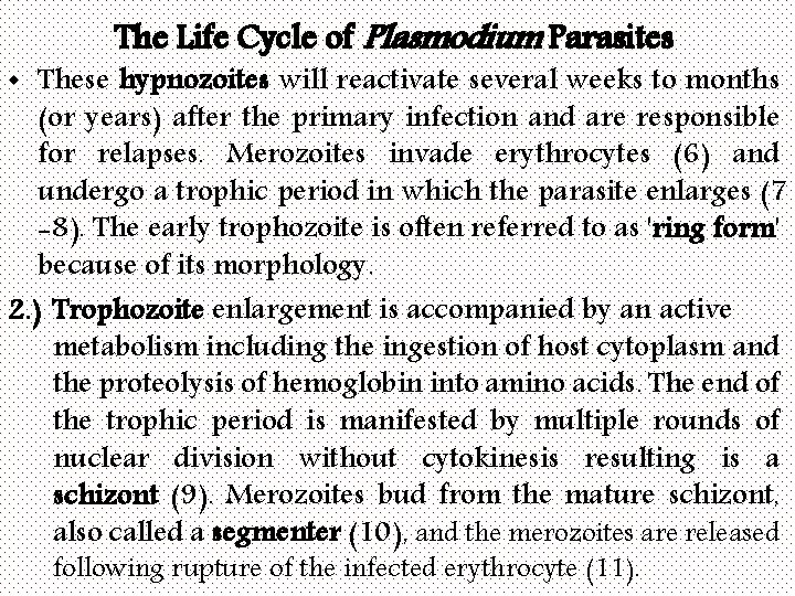 The Life Cycle of Plasmodium Parasites • These hypnozoites will reactivate several weeks to