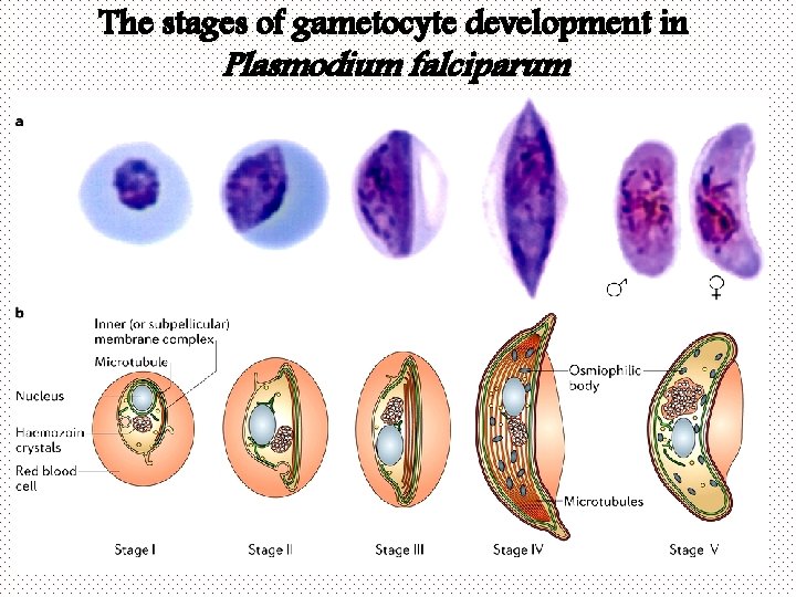 The stages of gametocyte development in Plasmodium falciparum 