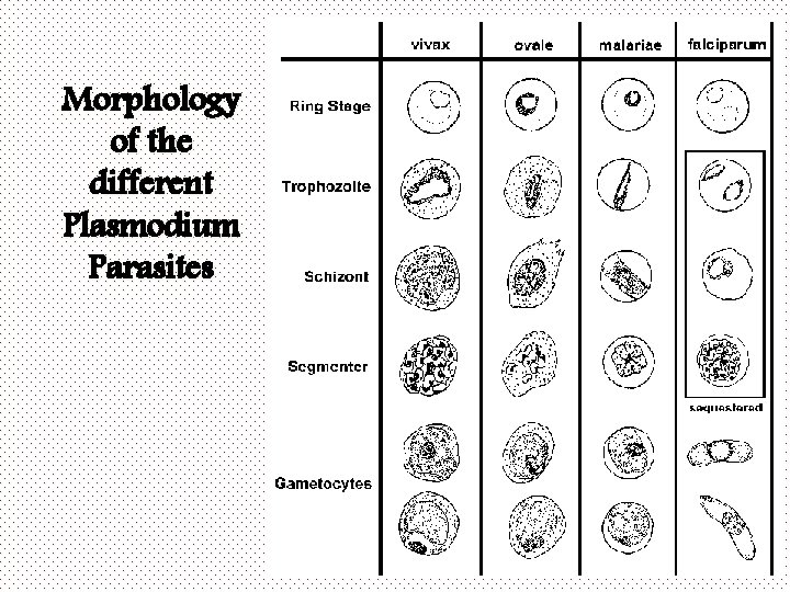 Morphology of the different Plasmodium Parasites 