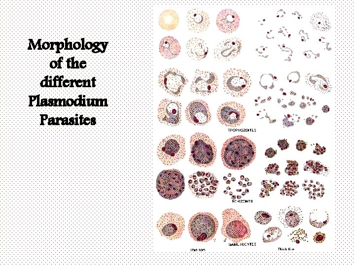 Morphology of the different Plasmodium Parasites 