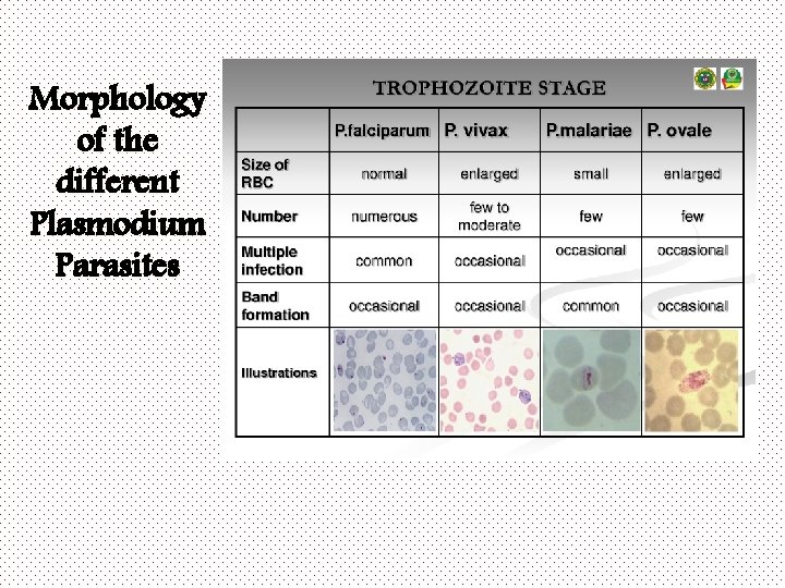 Morphology of the different Plasmodium Parasites 