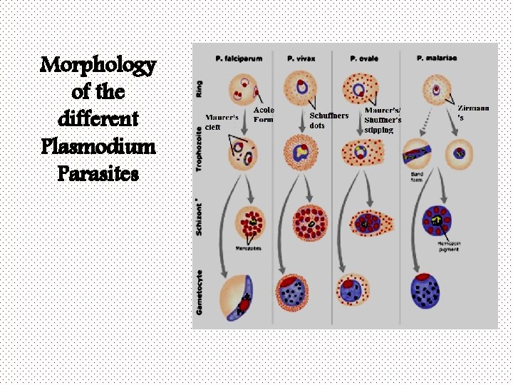 Morphology of the different Plasmodium Parasites 