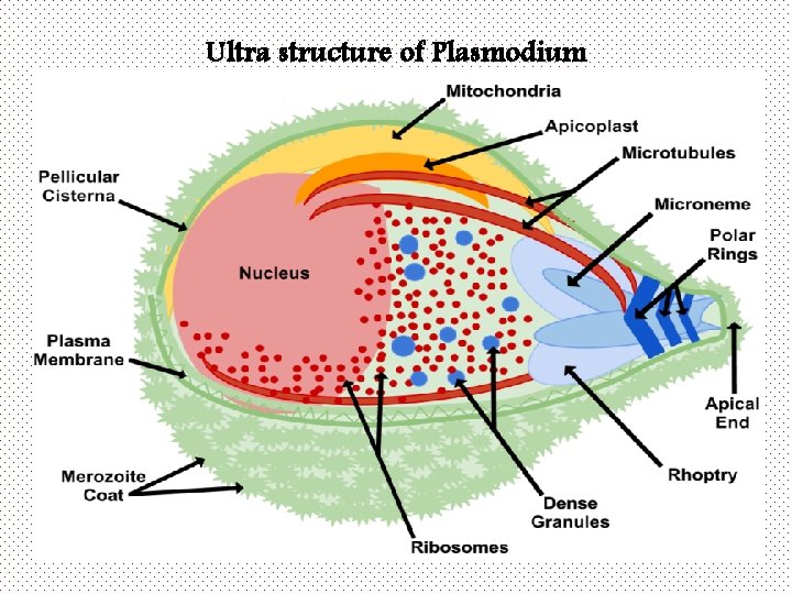 Ultra structure of Plasmodium 