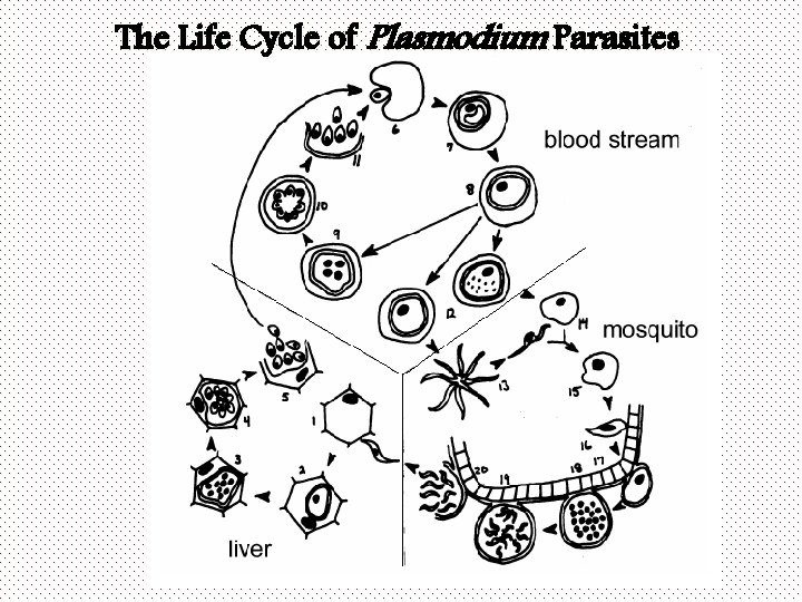 The Life Cycle of Plasmodium Parasites 