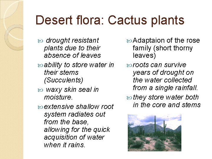 Desert flora: Cactus plants drought resistant plants due to their absence of leaves ability