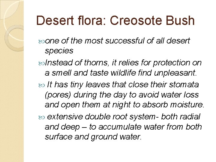 Desert flora: Creosote Bush one of the most successful of all desert species Instead