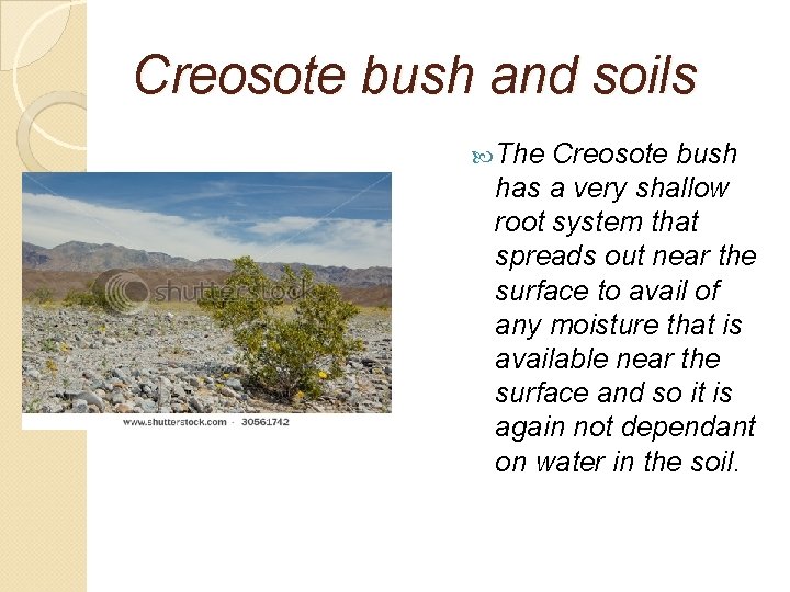 Creosote bush and soils The Creosote bush has a very shallow root system that