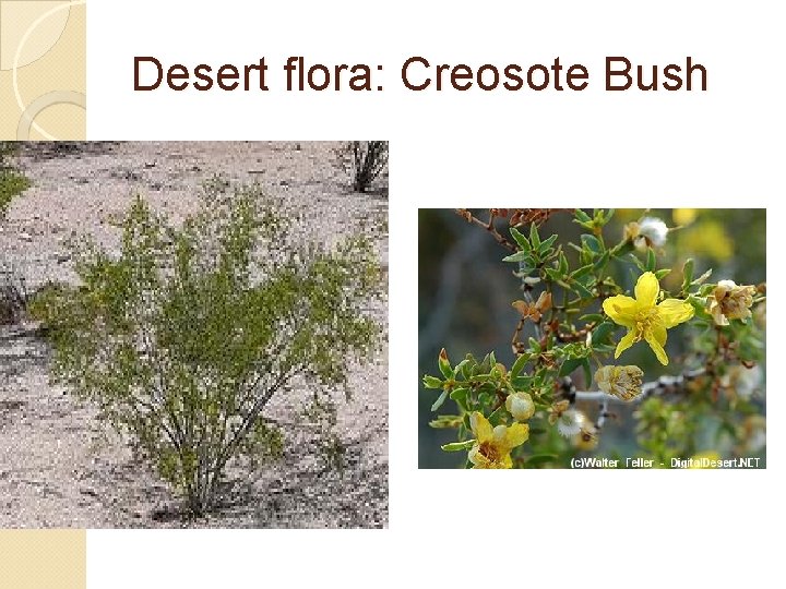 Desert flora: Creosote Bush 