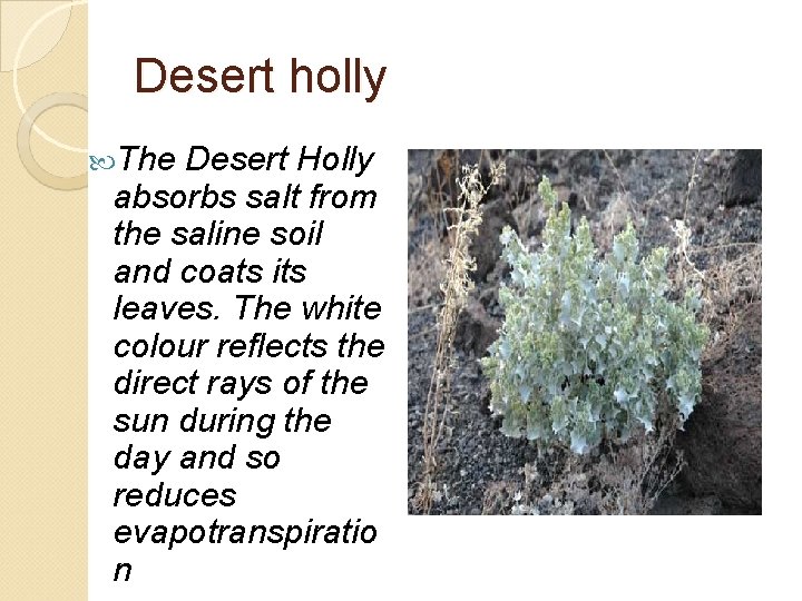 Desert holly The Desert Holly absorbs salt from the saline soil and coats its