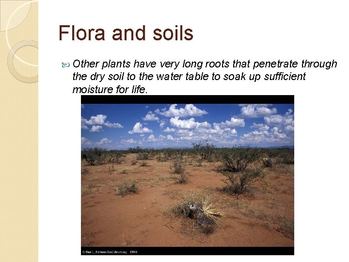 Flora and soils Other plants have very long roots that penetrate through the dry