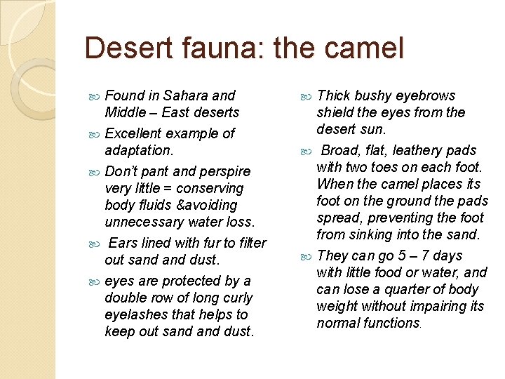Desert fauna: the camel Found in Sahara and Middle – East deserts Excellent example