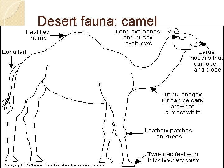 Desert fauna: camel 