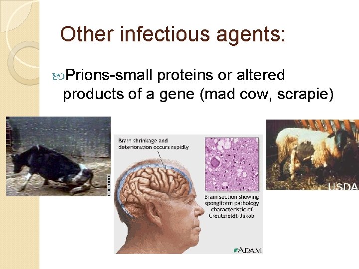 Other infectious agents: Prions-small proteins or altered products of a gene (mad cow, scrapie)